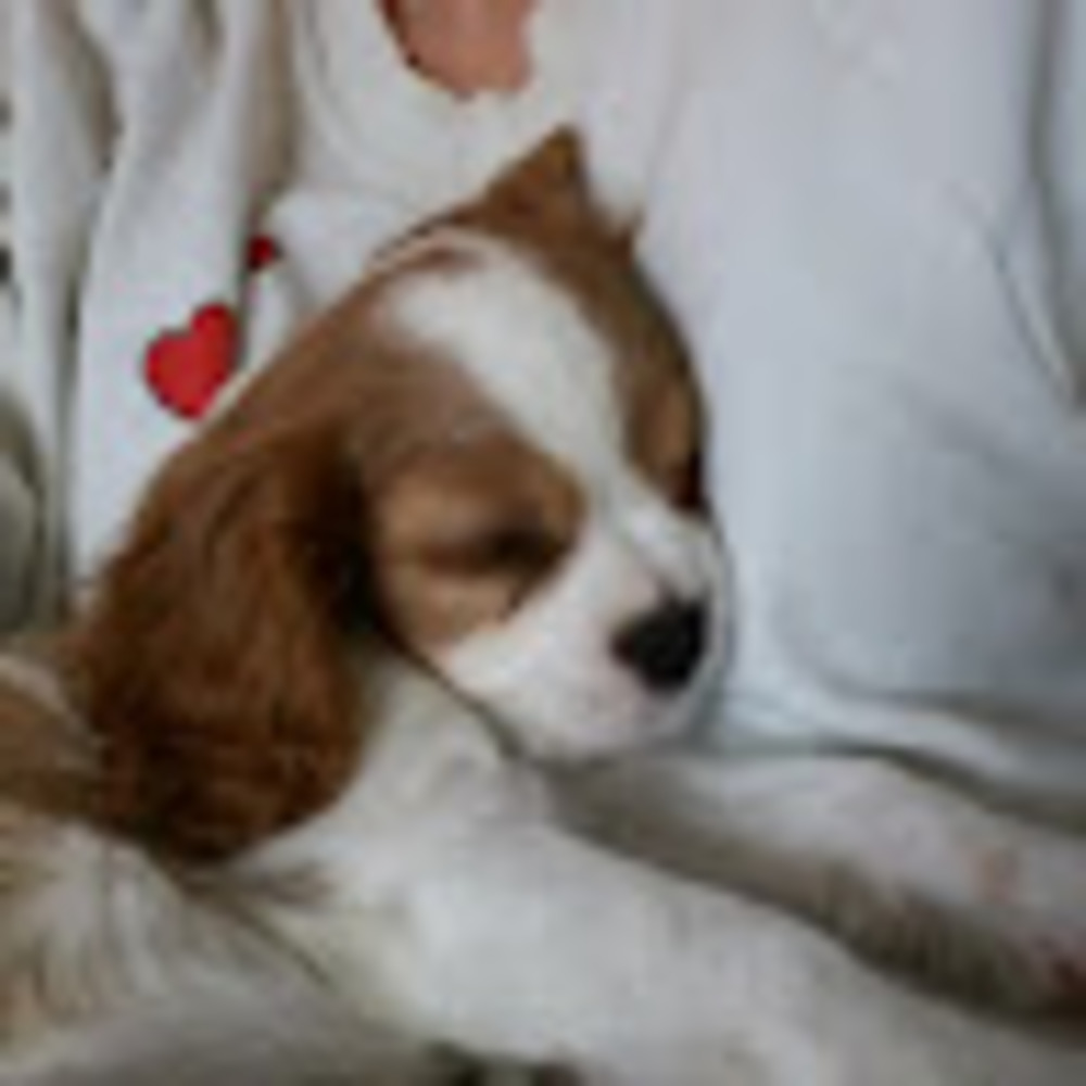 Meet your Posher, Desiree